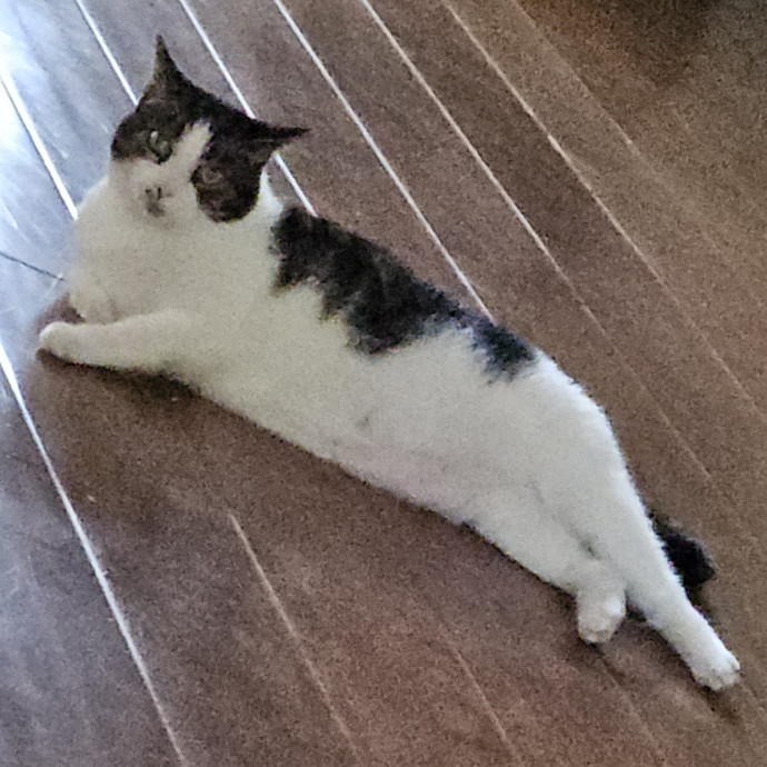 Blue Ribbon Cat Sitter Of Queen City