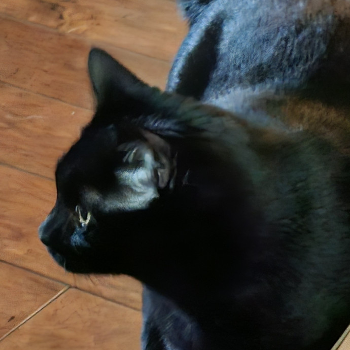 Blue Ribbon Cat Sitter Of Queen City