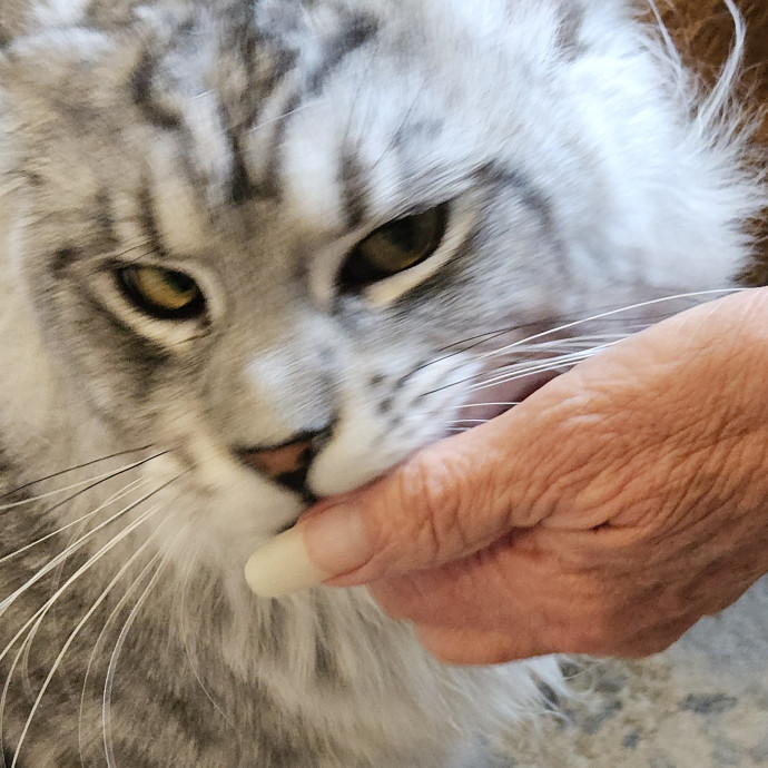 Blue Ribbon Cat Sitter Of Queen City