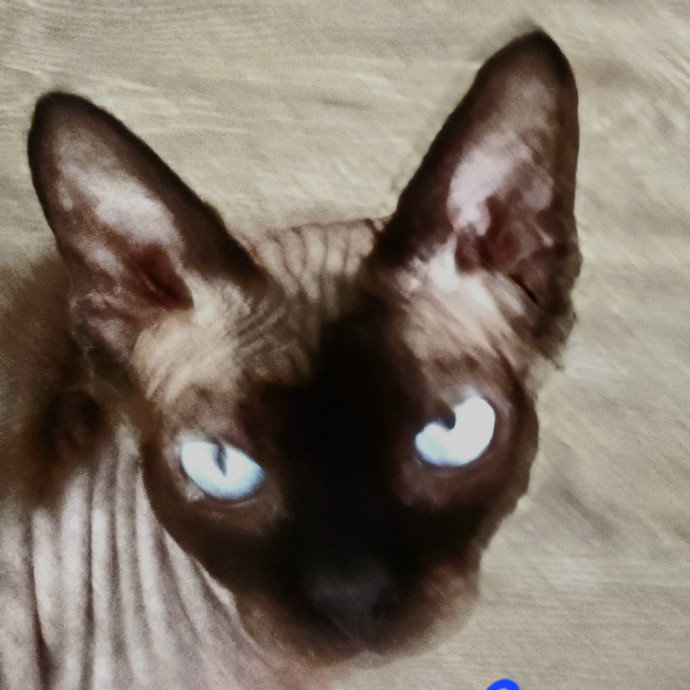 Blue Ribbon Cat Sitter Of Queen City
