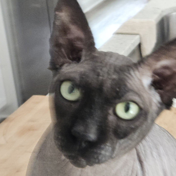 Blue Ribbon Cat Sitter Of Queen City