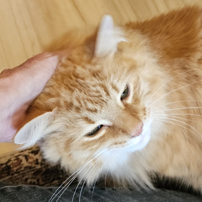 Blue Ribbon Cat Sitter Of Queen City