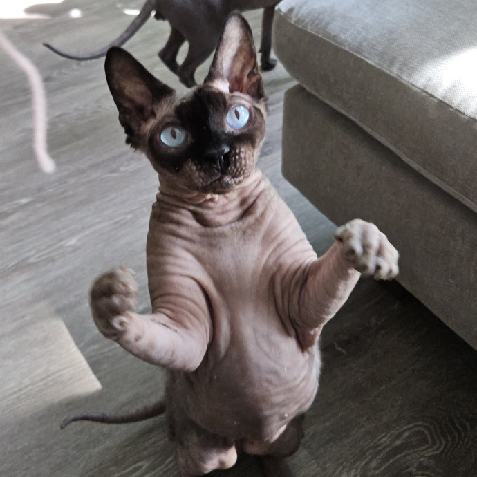 Blue Ribbon Cat Sitter Of Queen City