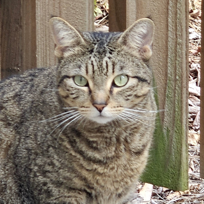 Blue Ribbon Cat Sitter Of Queen City