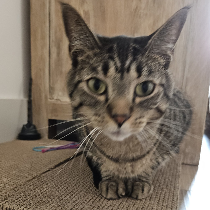 Blue Ribbon Cat Sitter Of Queen City