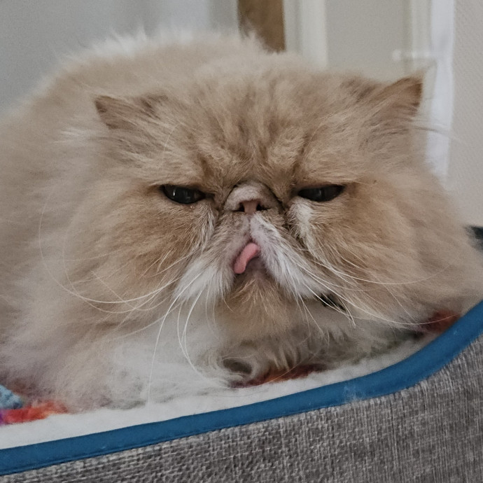 Blue Ribbon Cat Sitter Of Queen City