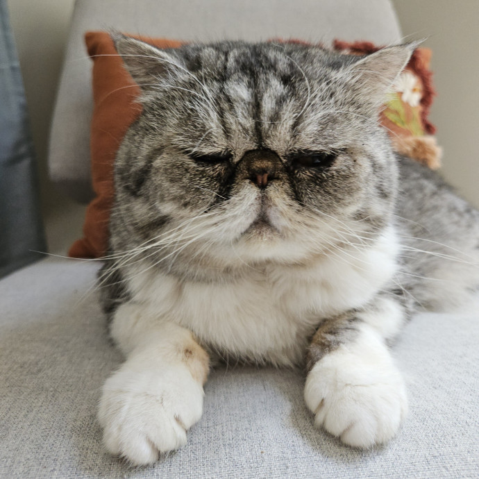 Blue Ribbon Cat Sitter Of Queen City