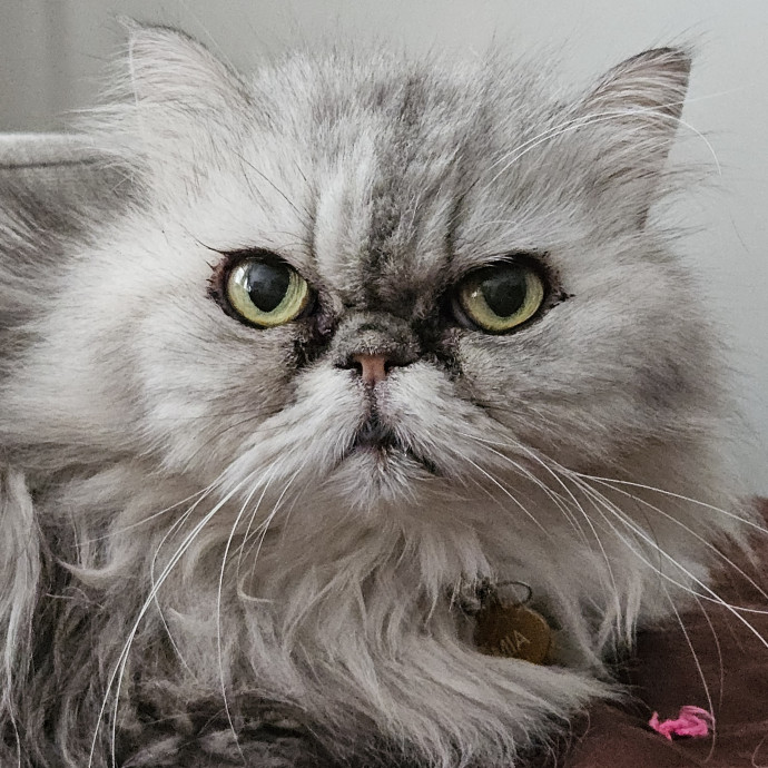 Blue Ribbon Cat Sitter Of Queen City