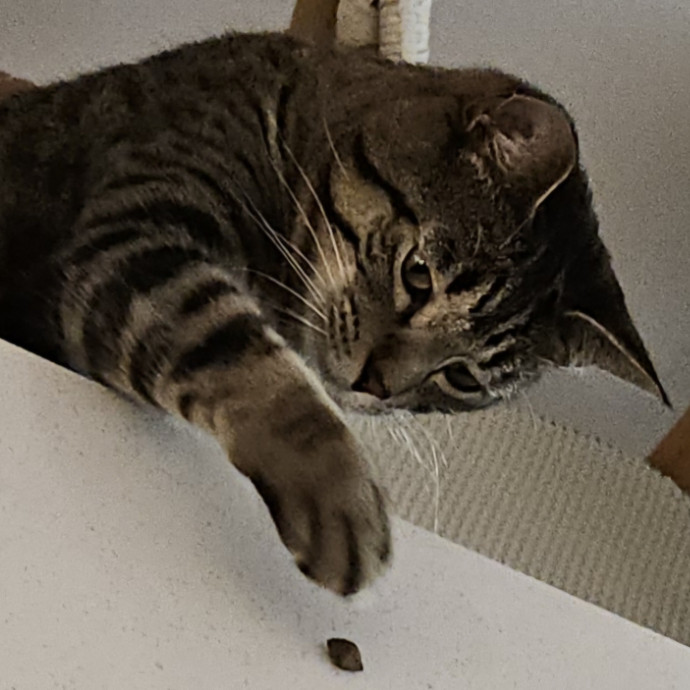 Blue Ribbon Cat Sitter Of Queen City