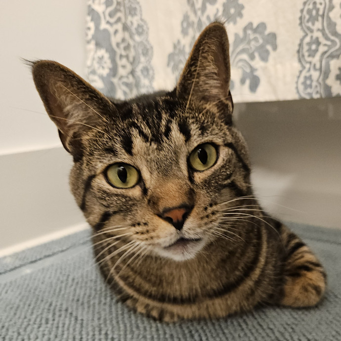 Blue Ribbon Cat Sitter Of Queen City