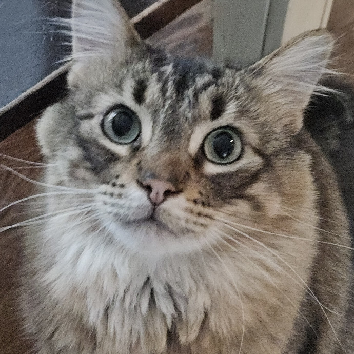 Blue Ribbon Cat Sitter Of Queen City