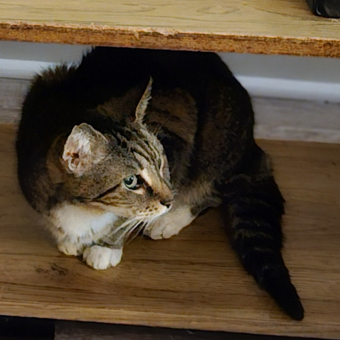 Blue Ribbon Cat Sitter Of Queen City