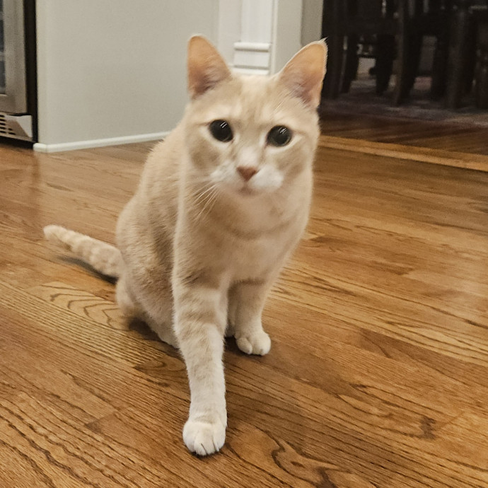 Blue Ribbon Cat Sitter Of Queen City