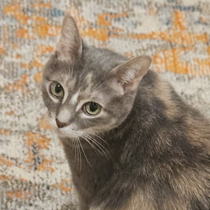 Blue Ribbon Cat Sitter Of Queen City