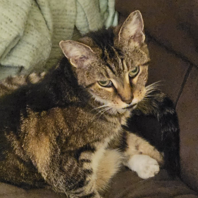 Blue Ribbon Cat Sitter Of Queen City