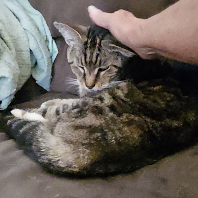 Blue Ribbon Cat Sitter Of Queen City