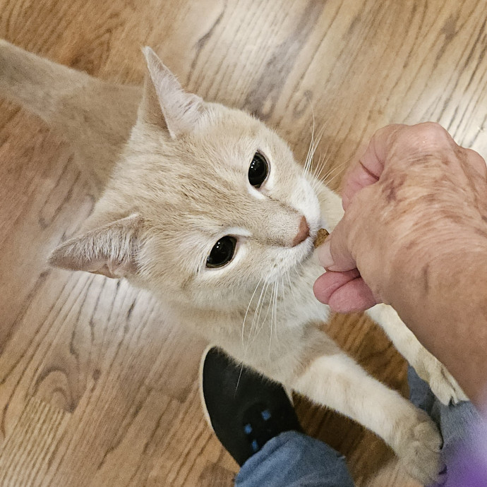 Blue Ribbon Cat Sitter Of Queen City
