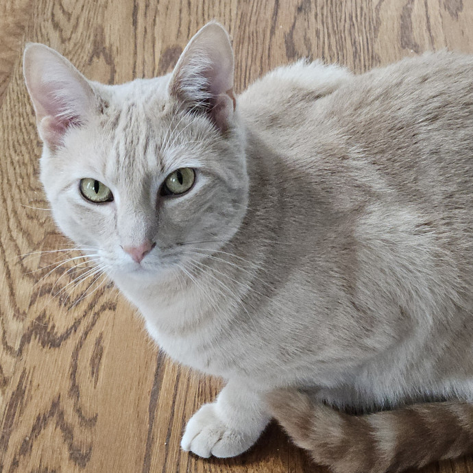 Blue Ribbon Cat Sitter Of Queen City