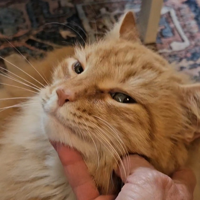 Blue Ribbon Cat Sitter Of Queen City