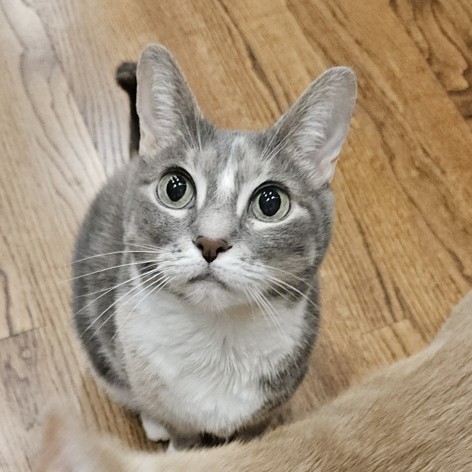 Blue Ribbon Cat Sitter Of Queen City