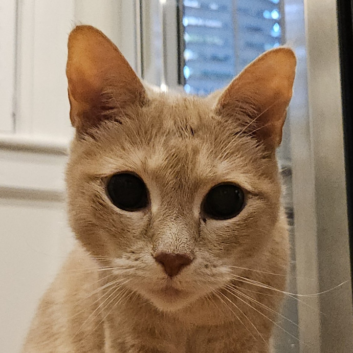 Blue Ribbon Cat Sitter Of Queen City