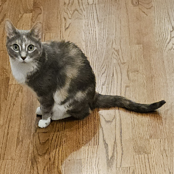 Blue Ribbon Cat Sitter Of Queen City