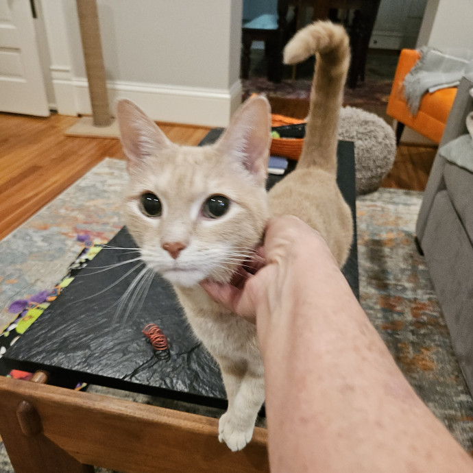 Blue Ribbon Cat Sitter Of Queen City