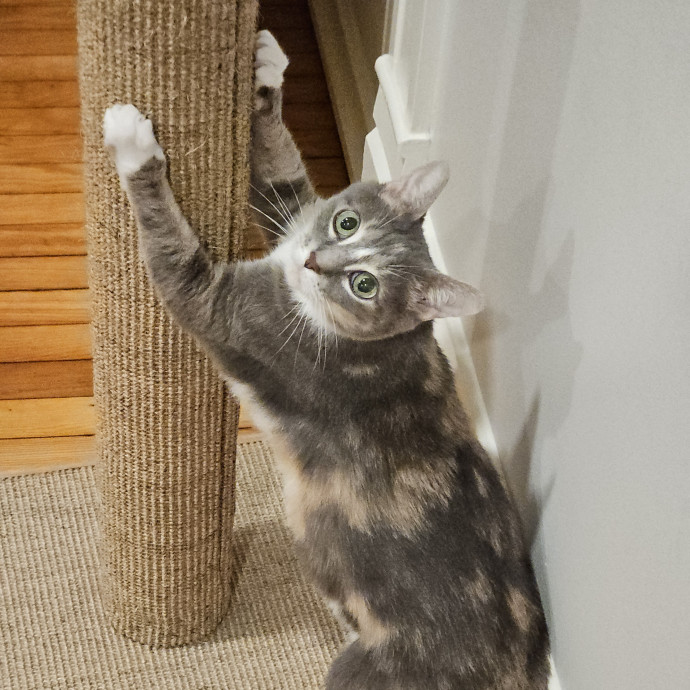 Blue Ribbon Cat Sitter Of Queen City