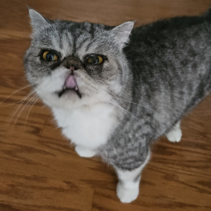 Blue Ribbon Cat Sitter Of Queen City