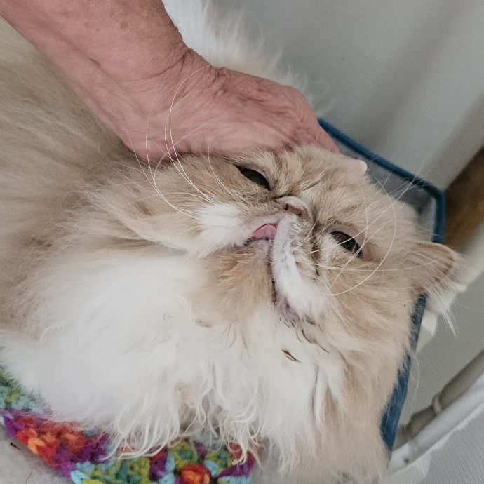Blue Ribbon Cat Sitter Of Queen City