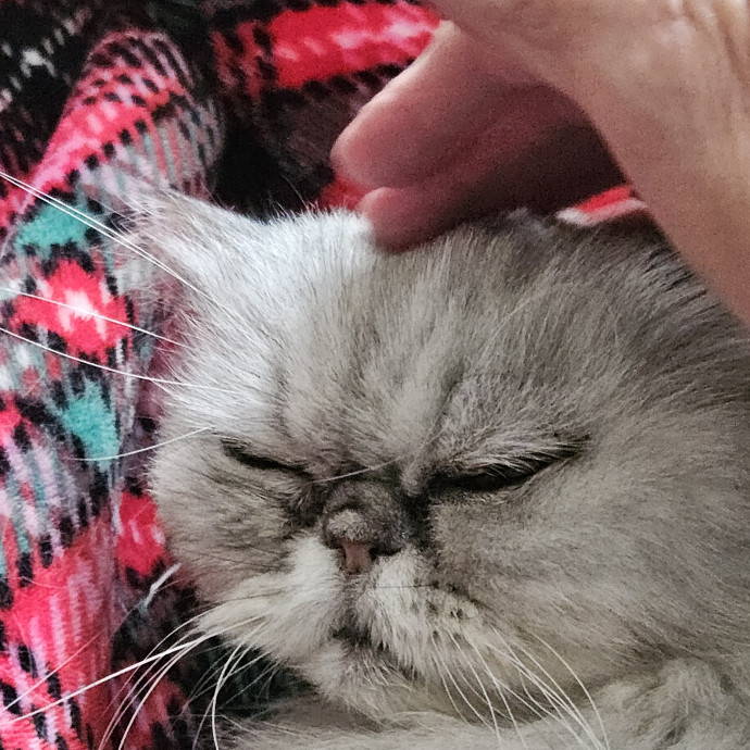 Blue Ribbon Cat Sitter Of Queen City