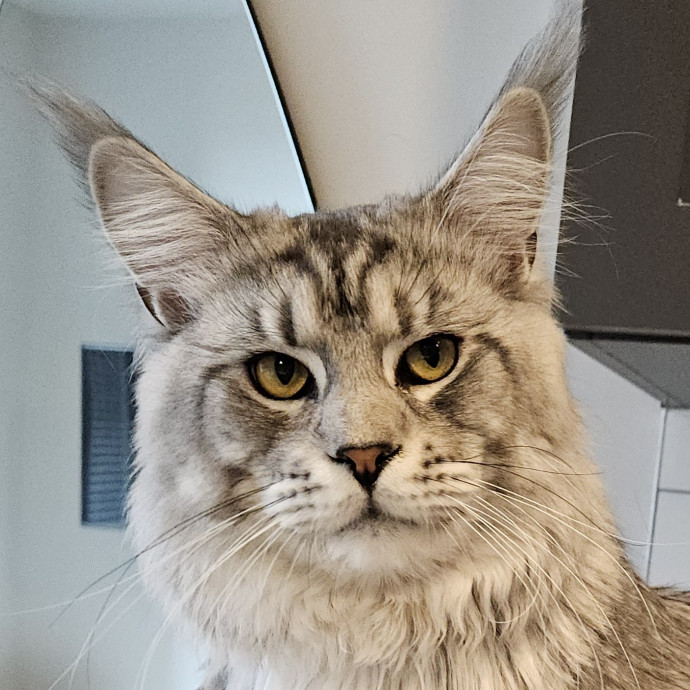 Blue Ribbon Cat Sitter Of Queen City