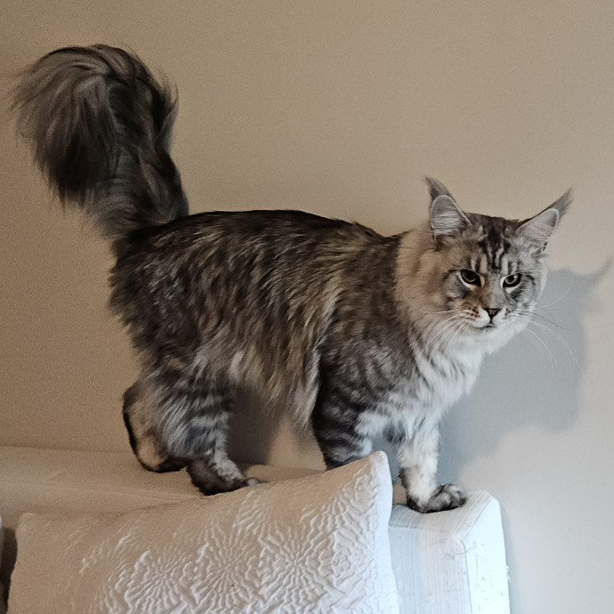 Blue Ribbon Cat Sitter Of Queen City