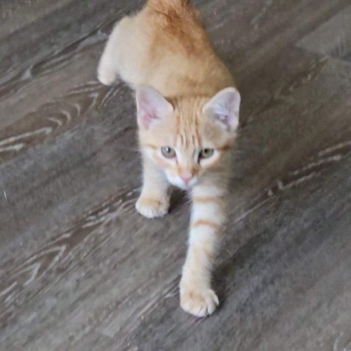 Blue Ribbon Cat Sitter Of Queen City