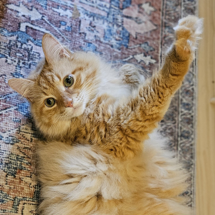 Blue Ribbon Cat Sitter Of Queen City