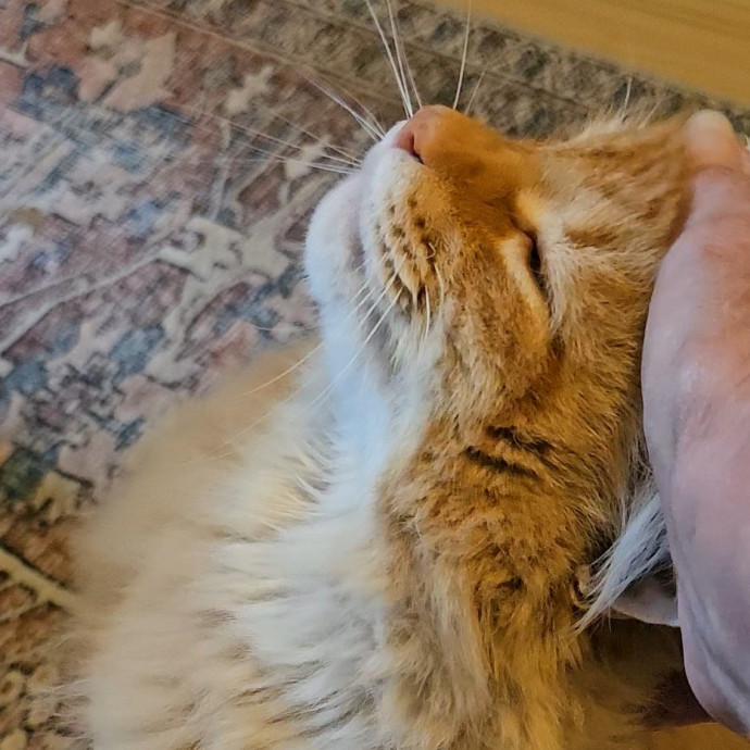 Blue Ribbon Cat Sitter Of Queen City