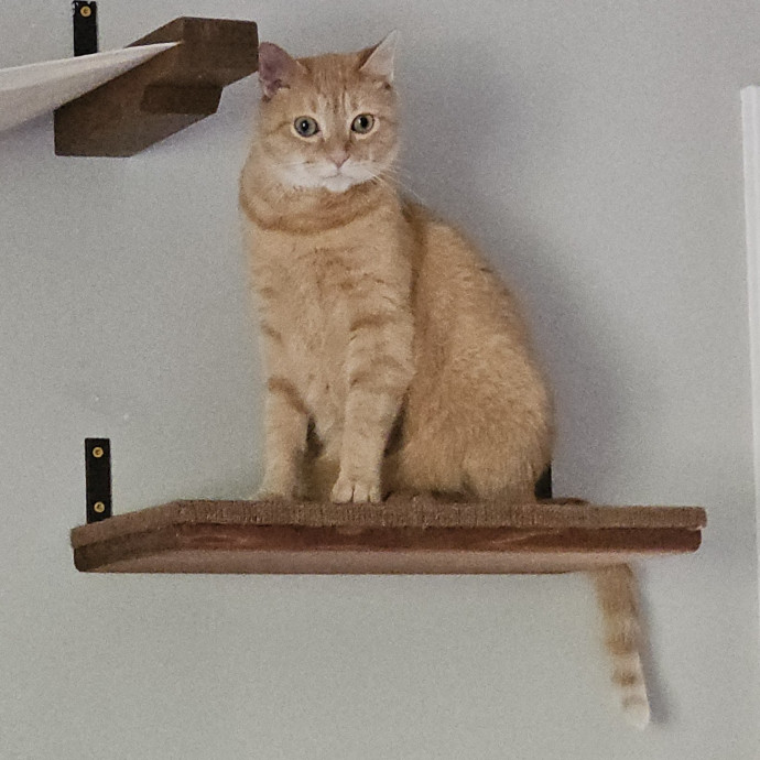 Blue Ribbon Cat Sitter Of Queen City