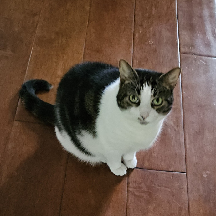 Blue Ribbon Cat Sitter Of Queen City