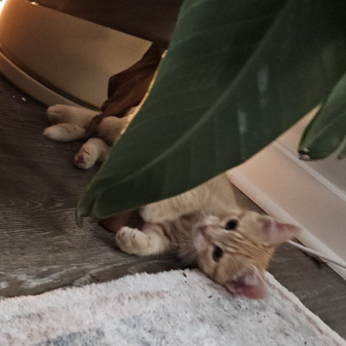 Blue Ribbon Cat Sitter Of Queen City