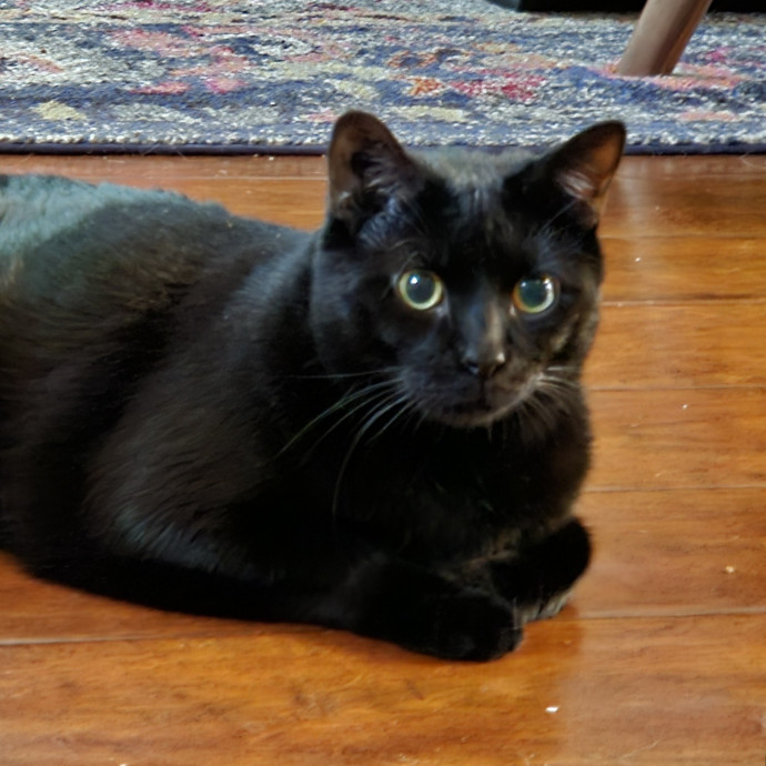 Blue Ribbon Cat Sitter Of Queen City