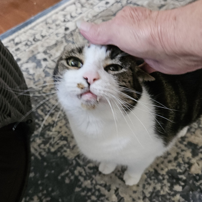 Blue Ribbon Cat Sitter Of Queen City
