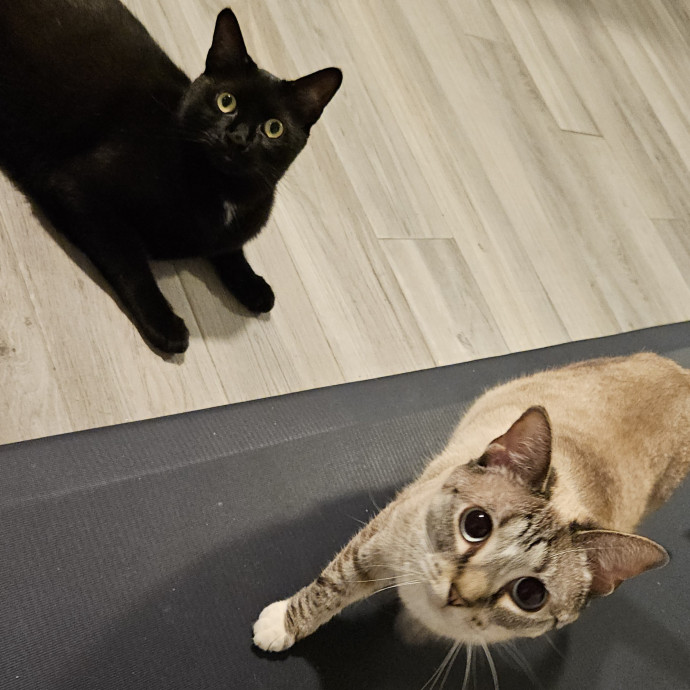 Blue Ribbon Cat Sitter Of Queen City