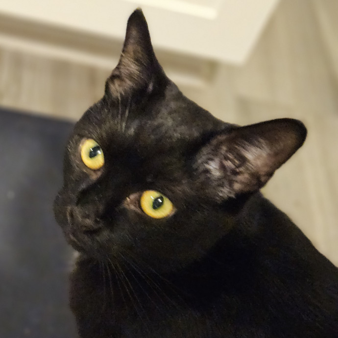 Blue Ribbon Cat Sitter Of Queen City
