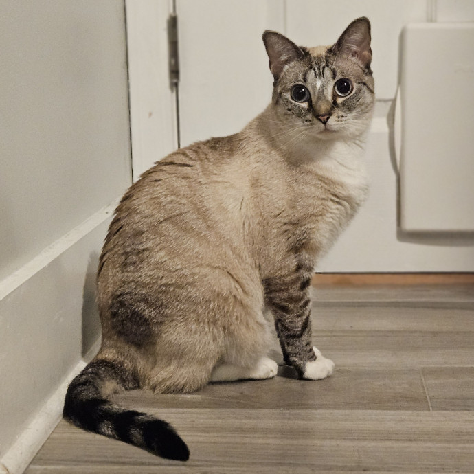 Blue Ribbon Cat Sitter Of Queen City