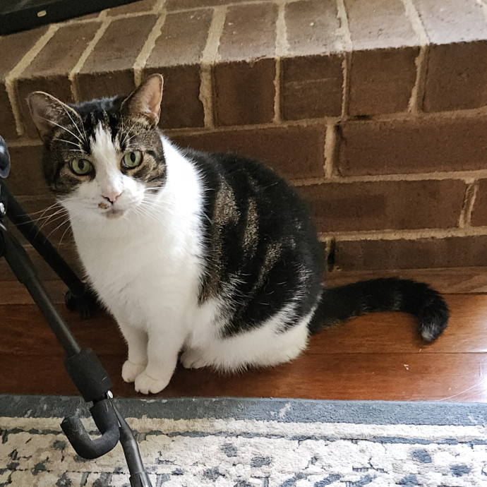 Blue Ribbon Cat Sitter Of Queen City
