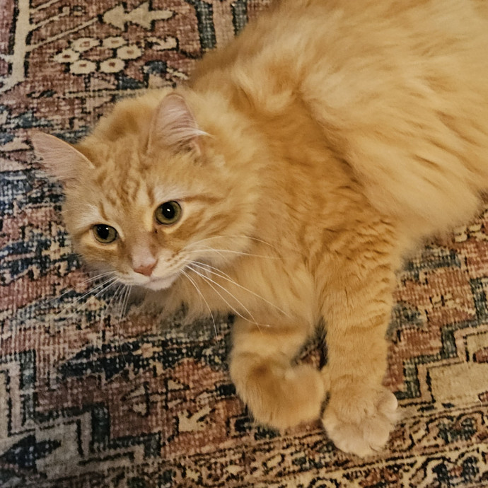 Blue Ribbon Cat Sitter Of Queen City