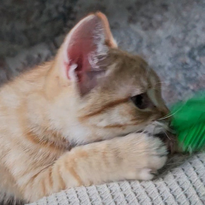 Blue Ribbon Cat Sitter Of Queen City