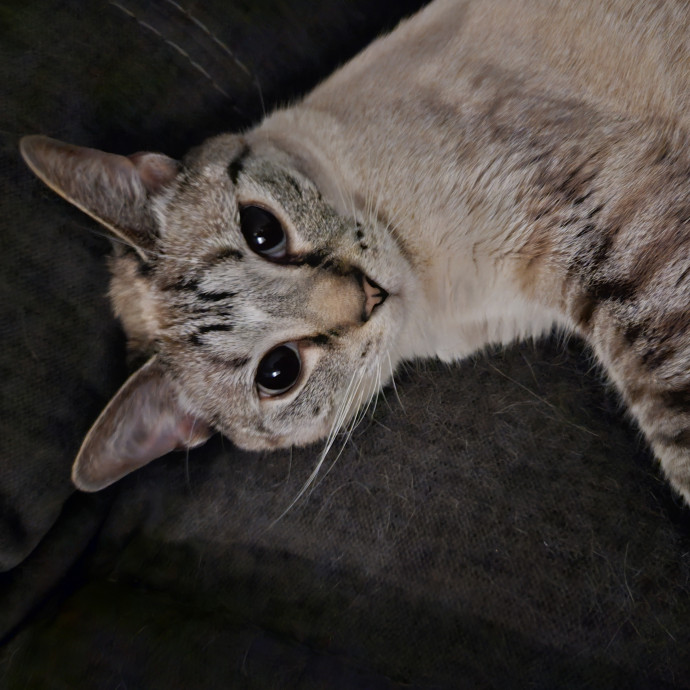 Blue Ribbon Cat Sitter Of Queen City