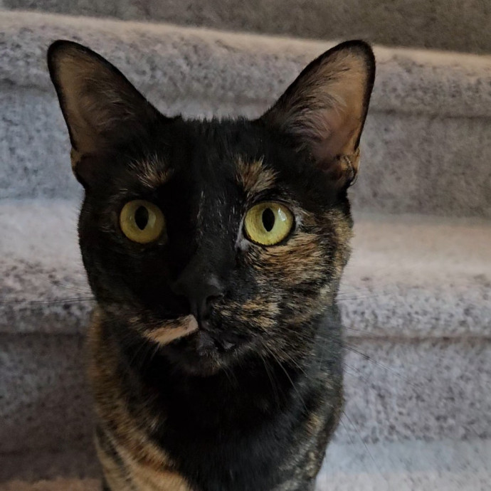 Blue Ribbon Cat Sitter Of Queen City