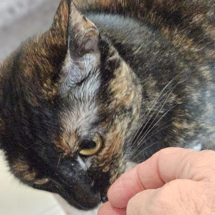 Blue Ribbon Cat Sitter Of Queen City